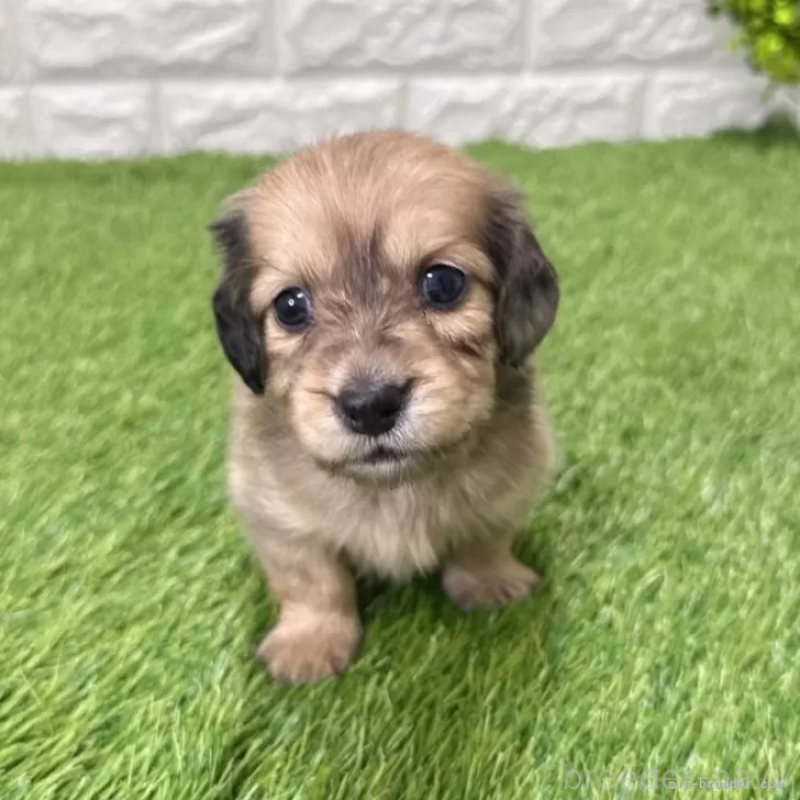 販売中の愛知県のミニチュアダックスフンド(ロングヘアード)-439761の1枚目