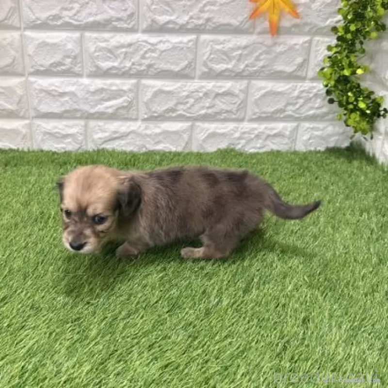 販売中の愛知県のミニチュアダックスフンド(ロングヘアード)-439761の5枚目