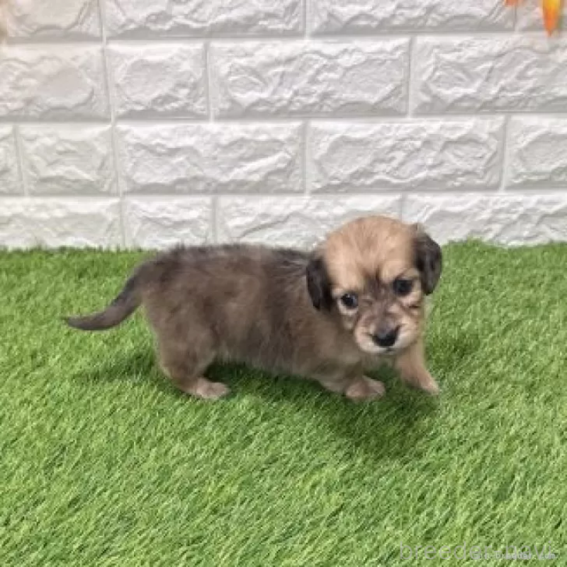 販売中の愛知県のミニチュアダックスフンド(ロングヘアード)-439761の4枚目