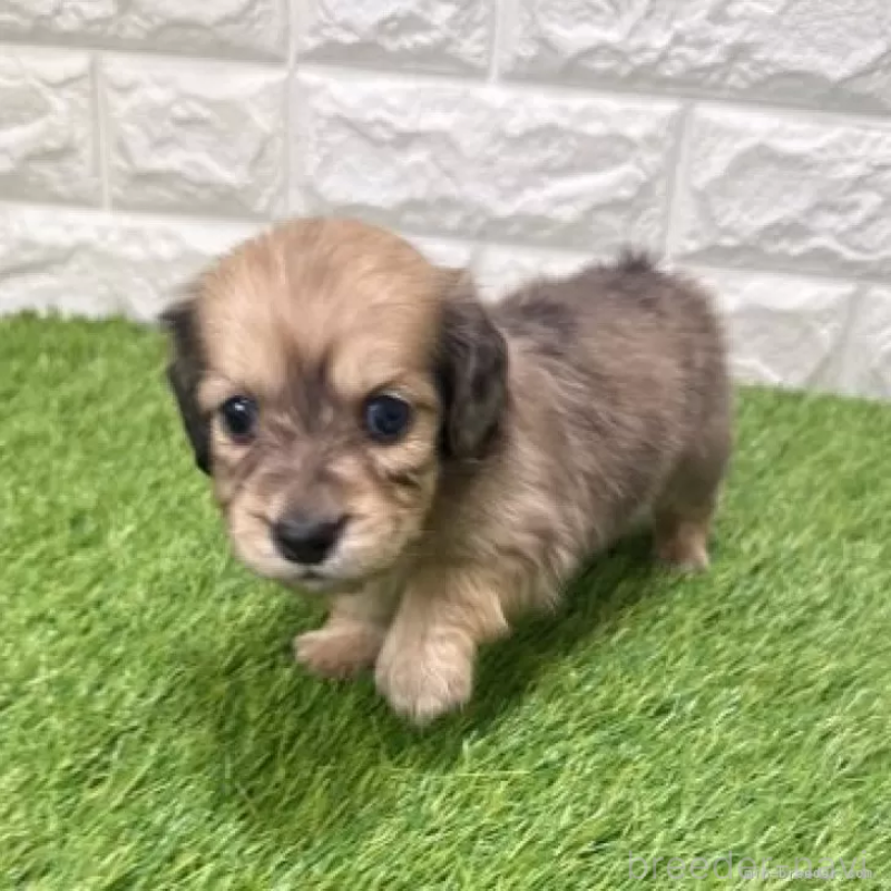 販売中の愛知県のミニチュアダックスフンド(ロングヘアード)-439761の3枚目