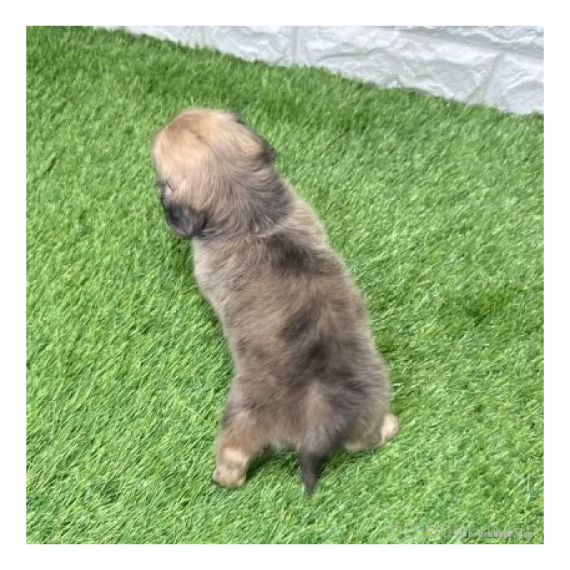 販売中の愛知県のミニチュアダックスフンド(ロングヘアード)-439761の2枚目