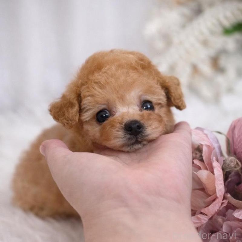 販売中の鹿児島県のタイニープードル-439760の1枚目