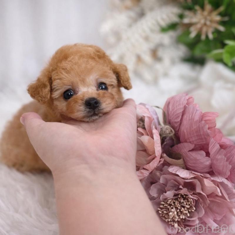 販売中の鹿児島県のタイニープードル-439760の5枚目