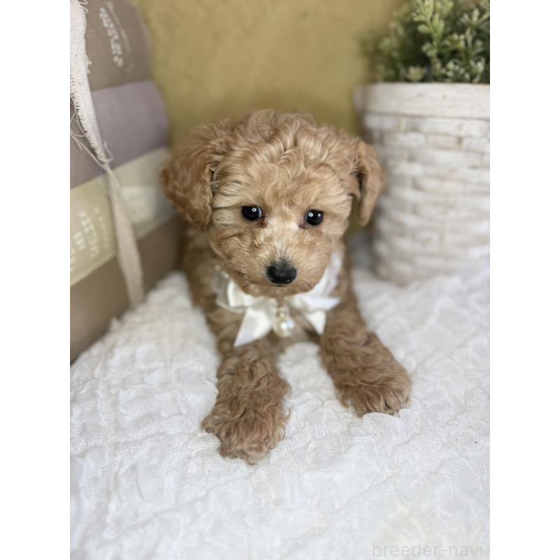 販売中の茨城県のタイニープードル-439759の9枚目