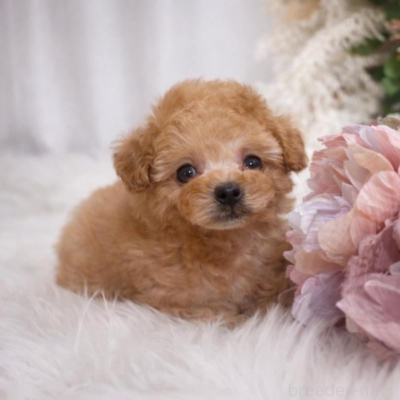 販売中の鹿児島県のタイニープードル-439760の4枚目