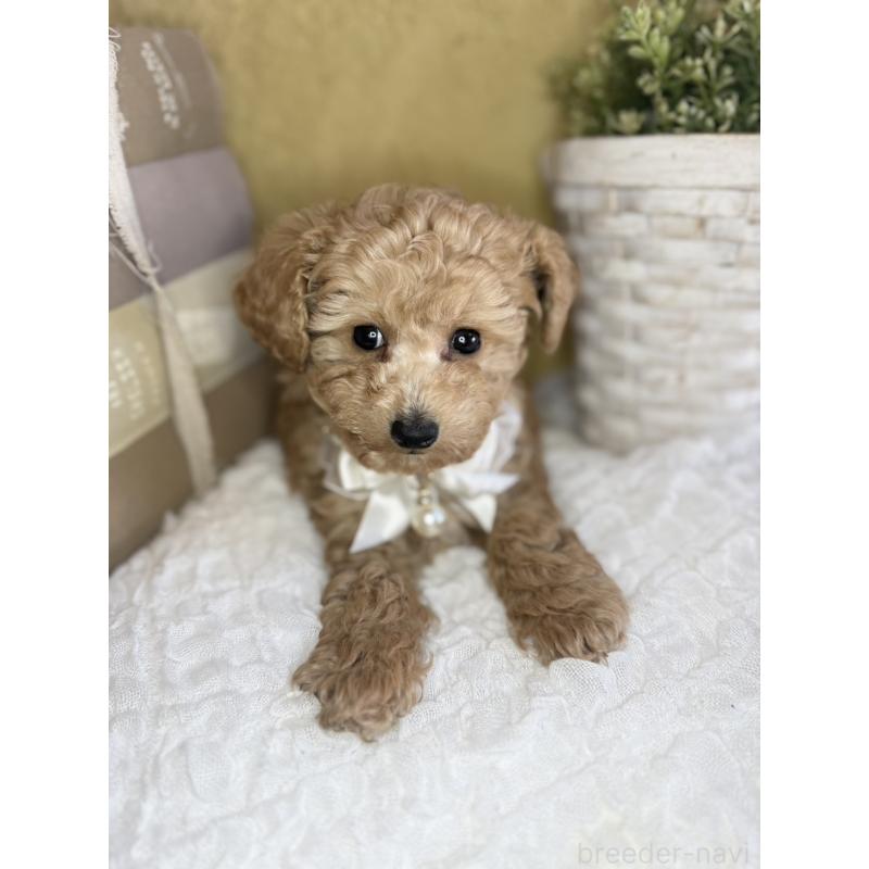 販売中の茨城県のタイニープードル-439759の8枚目