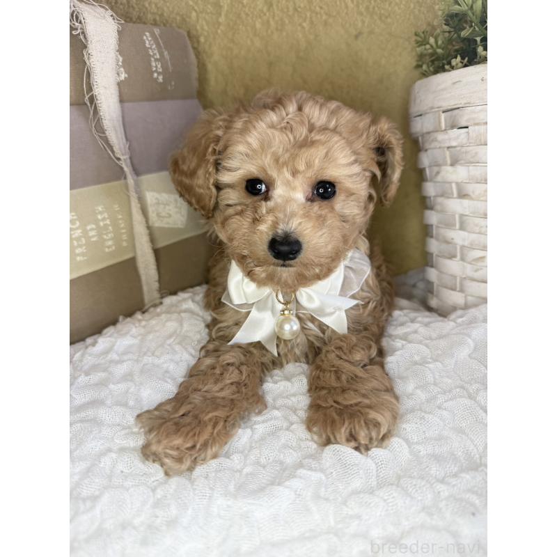 販売中の茨城県のタイニープードル-439759の7枚目