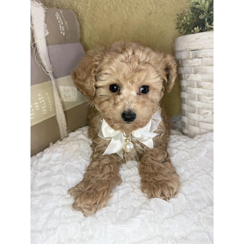 販売中の茨城県のタイニープードル-439759の6枚目