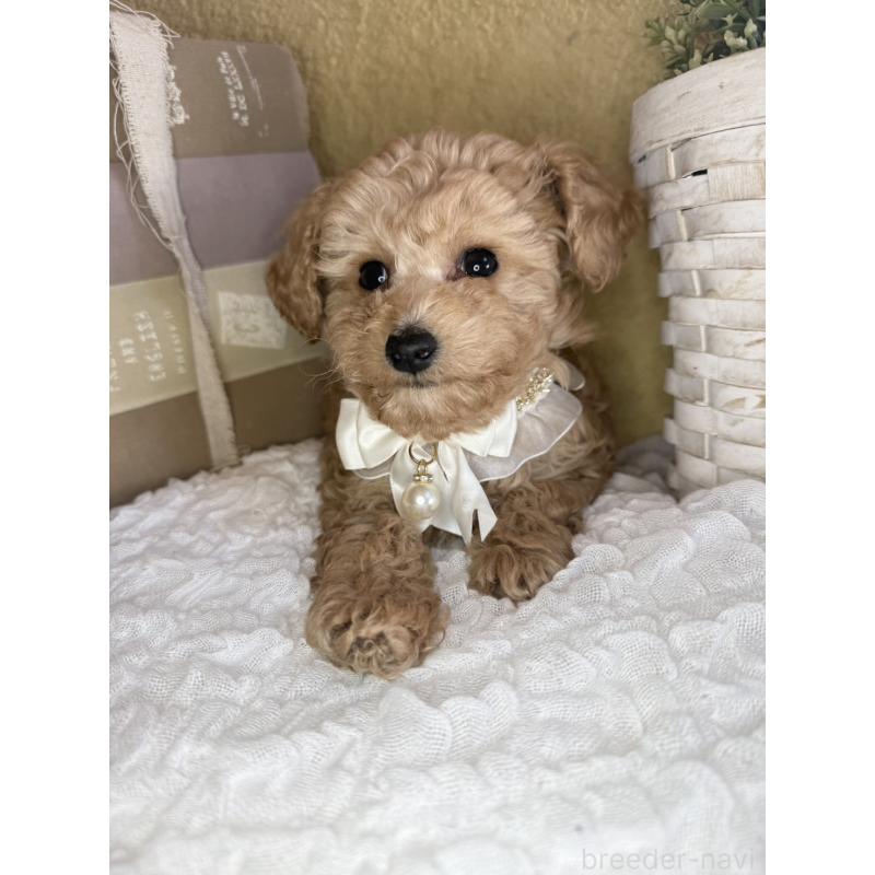 販売中の茨城県のタイニープードル-439759の5枚目