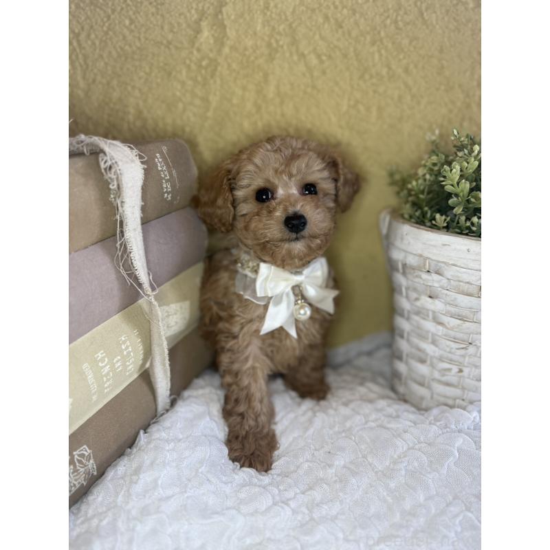 販売中の茨城県のタイニープードル-439759の4枚目