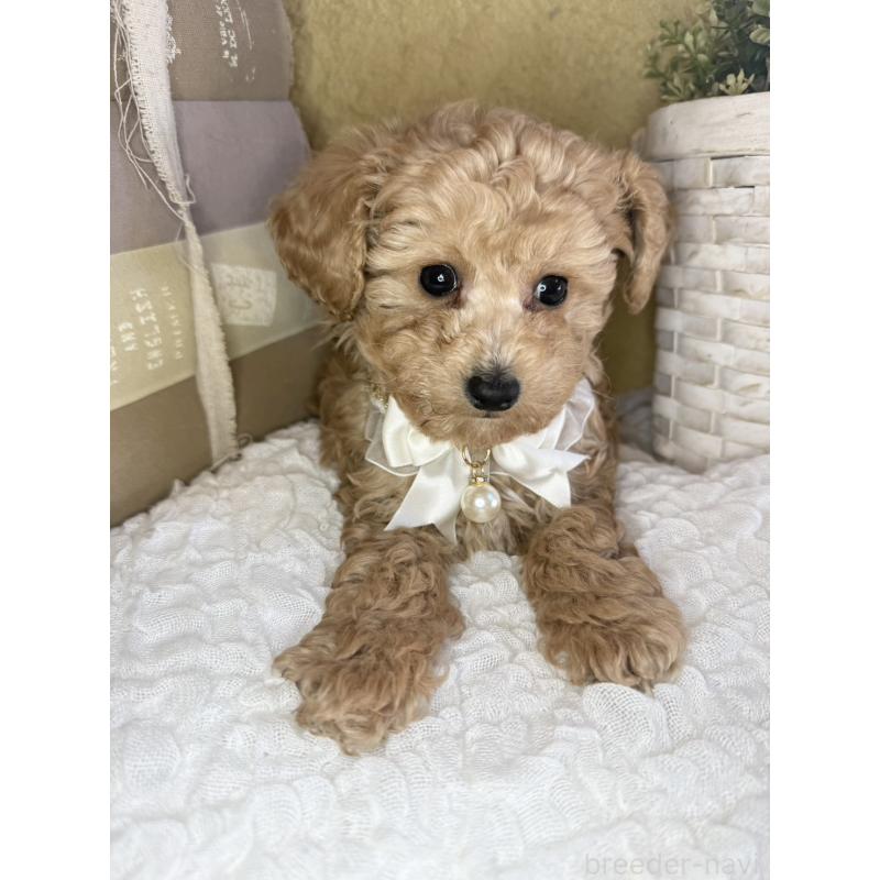 販売中の茨城県のタイニープードル-439759の3枚目