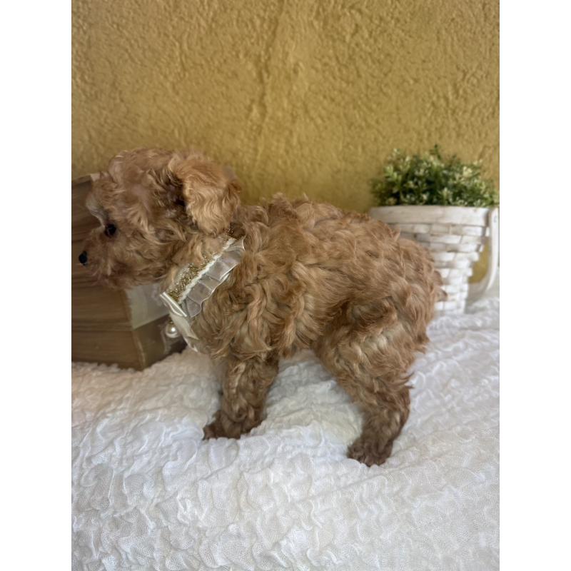 販売中の茨城県のタイニープードル-439759の2枚目