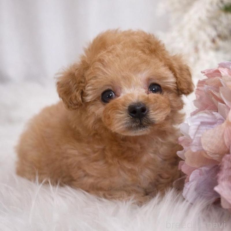 販売中の鹿児島県のタイニープードル-439760の2枚目