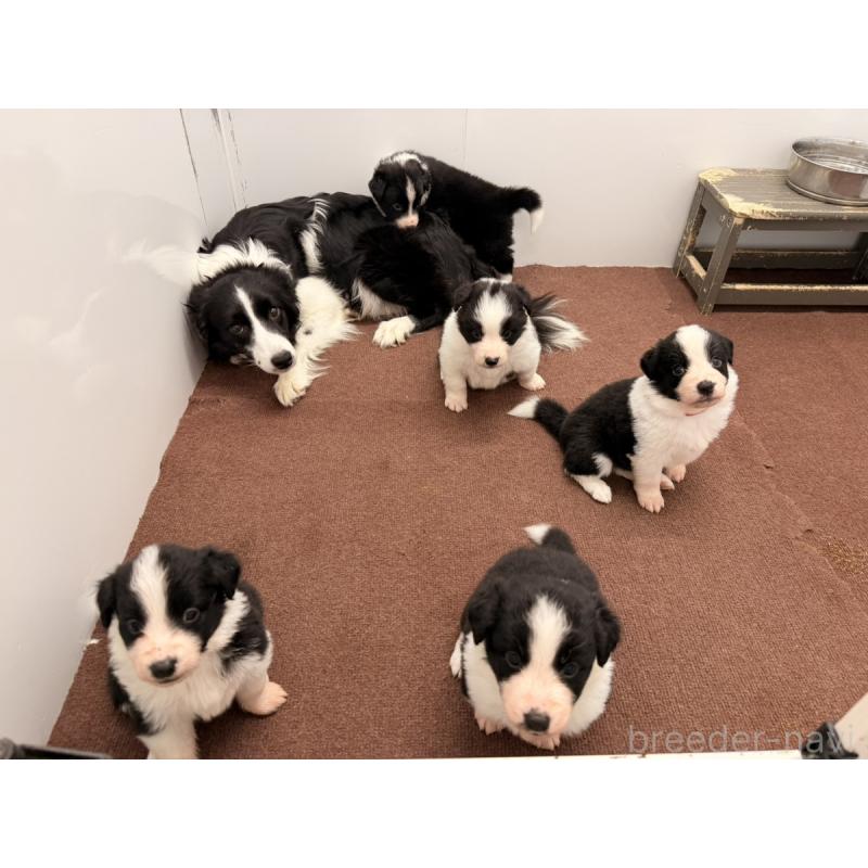 販売中の群馬県のボーダーコリー-439758の4枚目