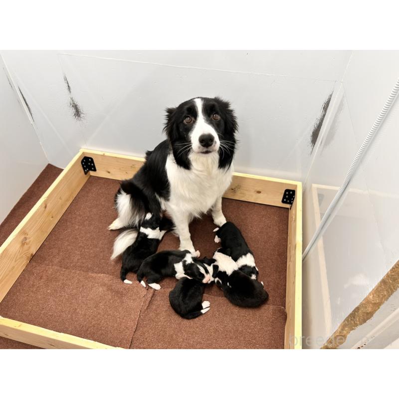 販売中の群馬県のボーダーコリー-439758の2枚目