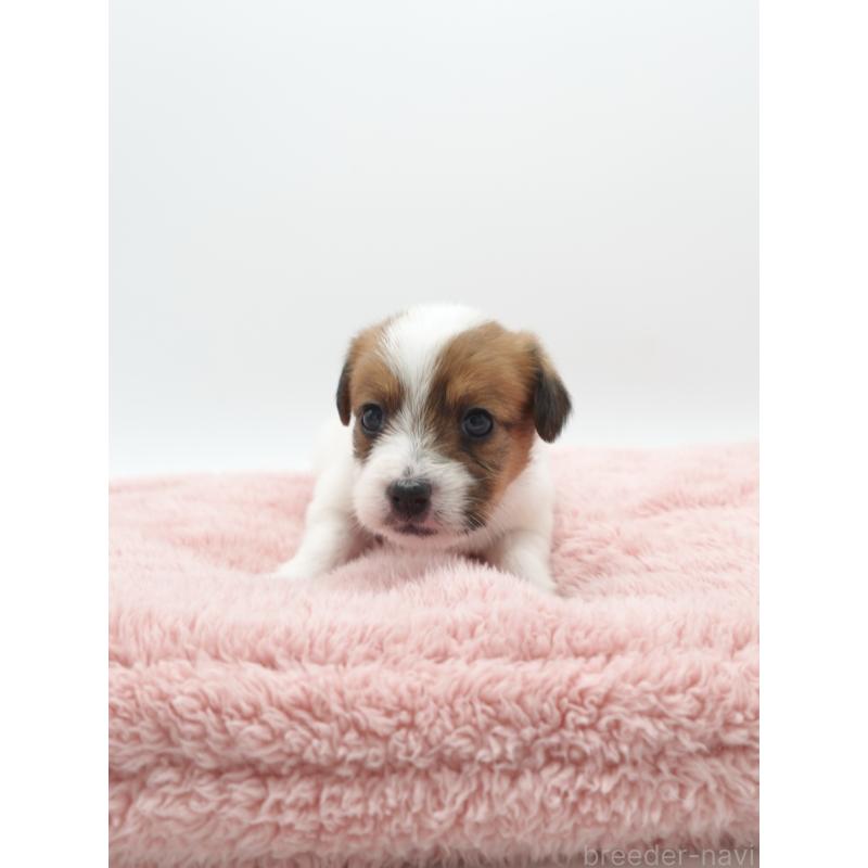 販売中の群馬県のジャックラッセルテリア-439762の5枚目