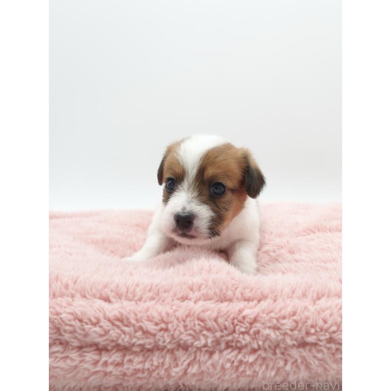 販売中の群馬県のジャックラッセルテリア-439762の4枚目