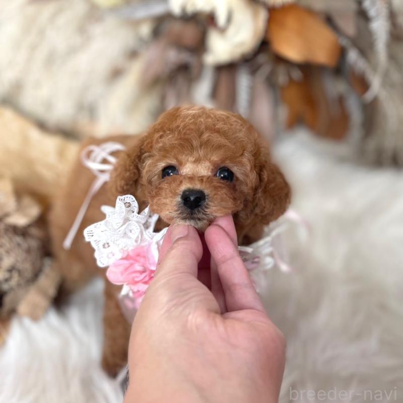 販売中の鹿児島県のティーカッププードル-439763の1枚目