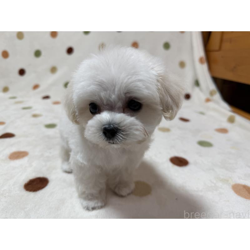 商談中の岐阜県のミックス犬-437176の4枚目