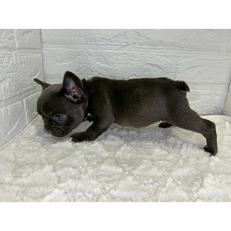 販売中の茨城県のフレンチブルドッグ-439764の5枚目