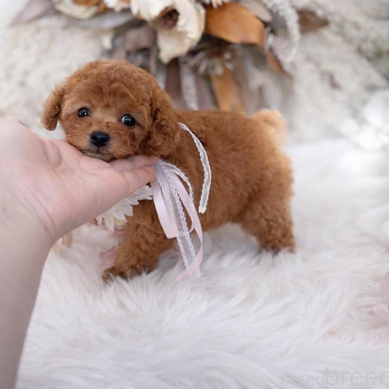 販売中の鹿児島県のティーカッププードル-439763の6枚目