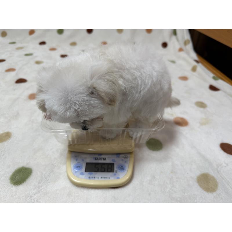 商談中の岐阜県のミックス犬-437176の3枚目