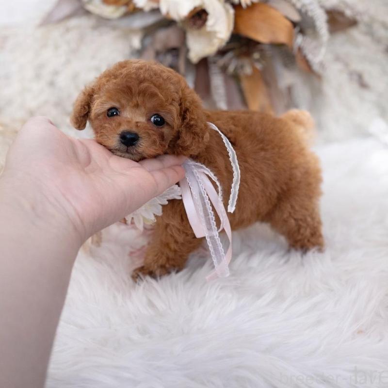 販売中の鹿児島県のティーカッププードル-439763の4枚目