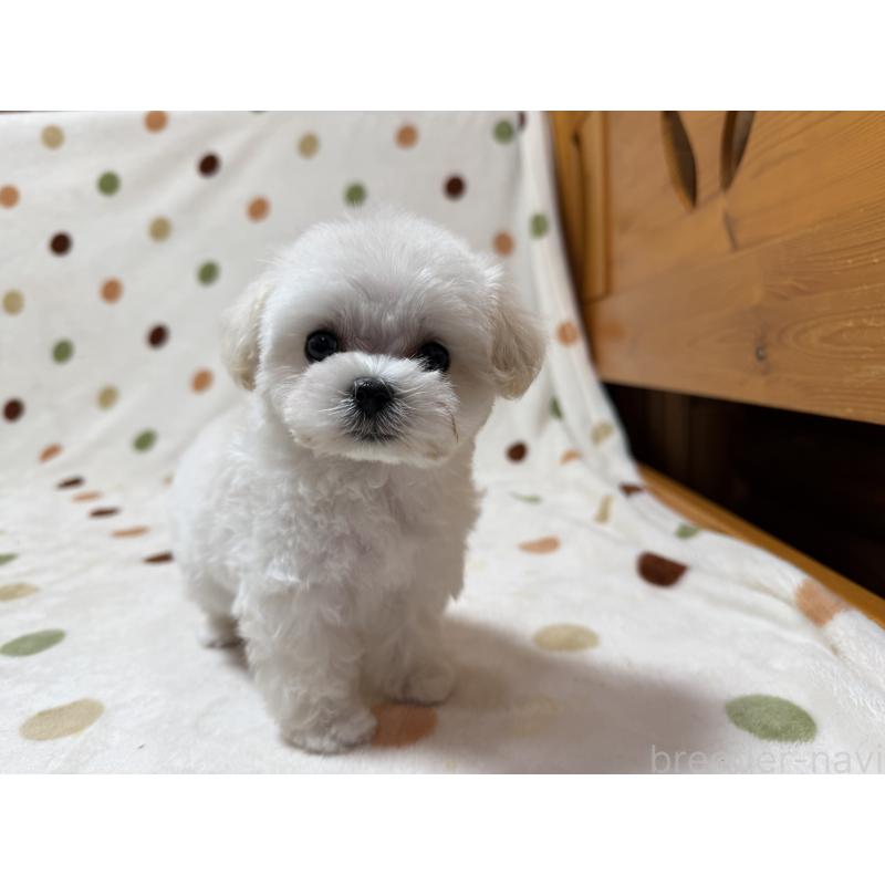 商談中の岐阜県のミックス犬-437176の2枚目