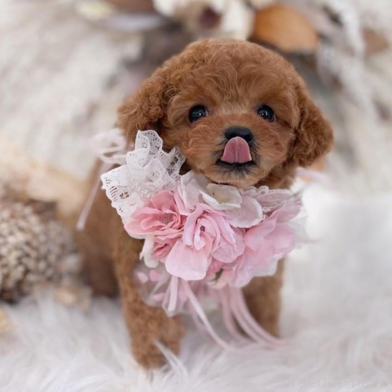 販売中の鹿児島県のティーカッププードル-439763の2枚目