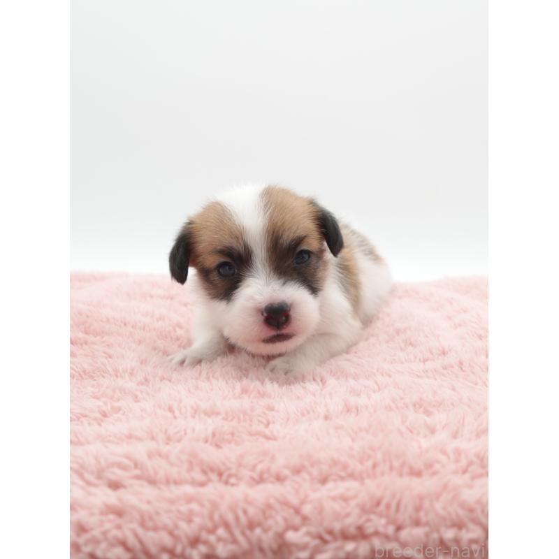 販売中の群馬県のジャックラッセルテリア-439765の3枚目