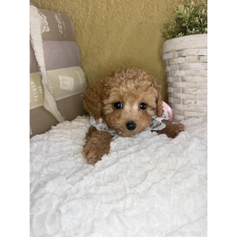 販売中の茨城県のタイニープードル-439766の10枚目