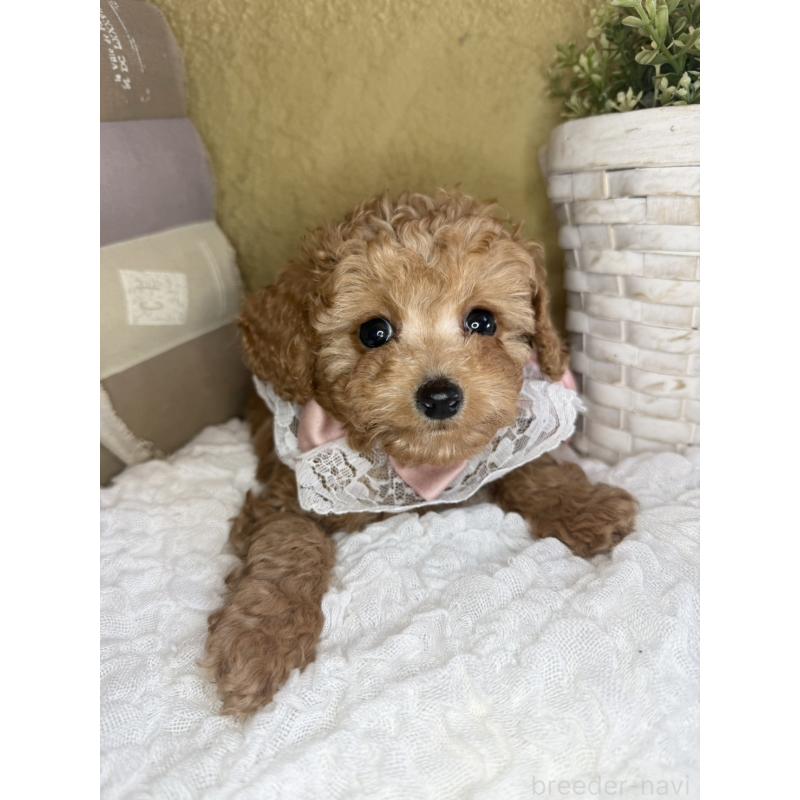 販売中の茨城県のタイニープードル-439766の9枚目