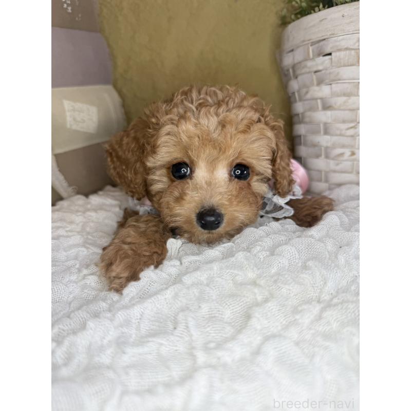 販売中の茨城県のタイニープードル-439766の8枚目