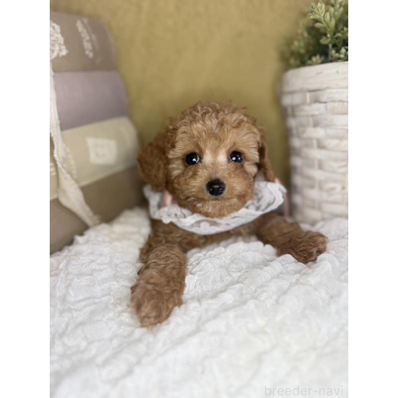 販売中の茨城県のタイニープードル-439766の7枚目