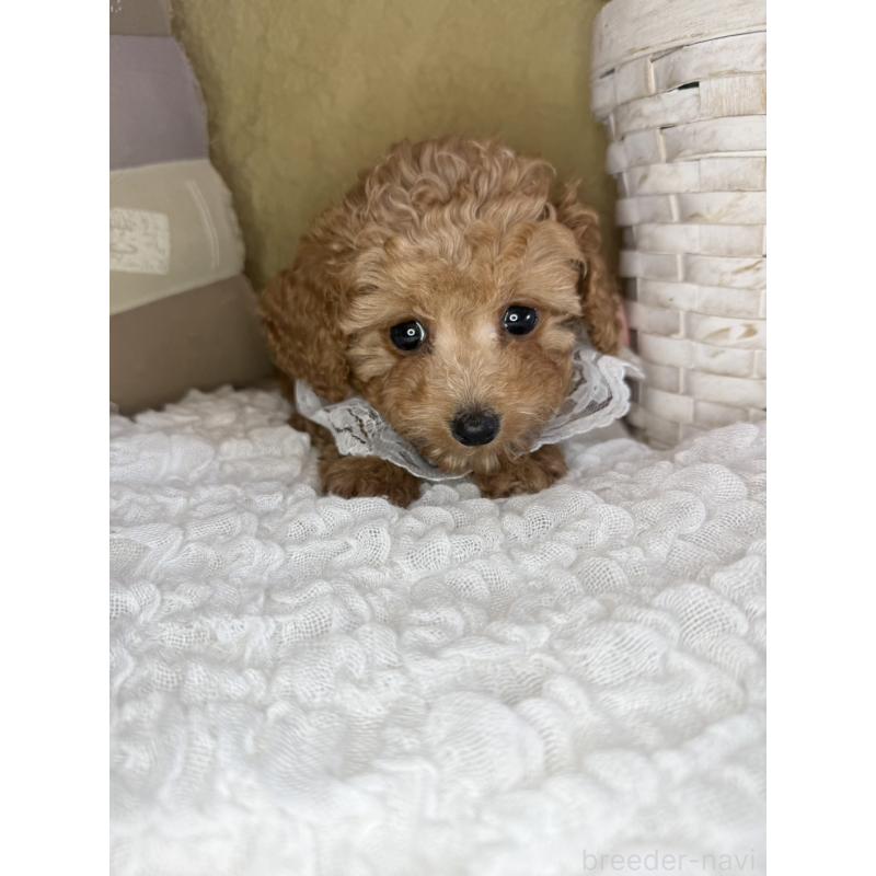 販売中の茨城県のタイニープードル-439766の6枚目