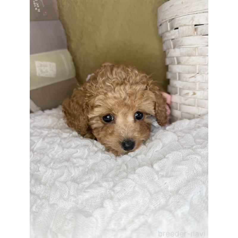 販売中の茨城県のタイニープードル-439766の5枚目