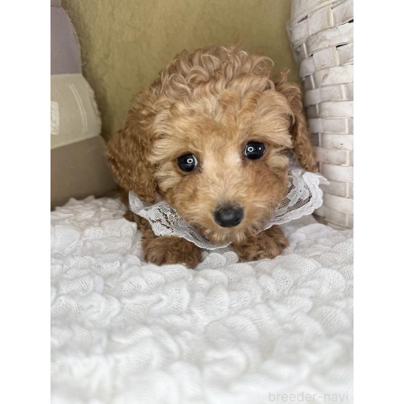 販売中の茨城県のタイニープードル-439766の4枚目