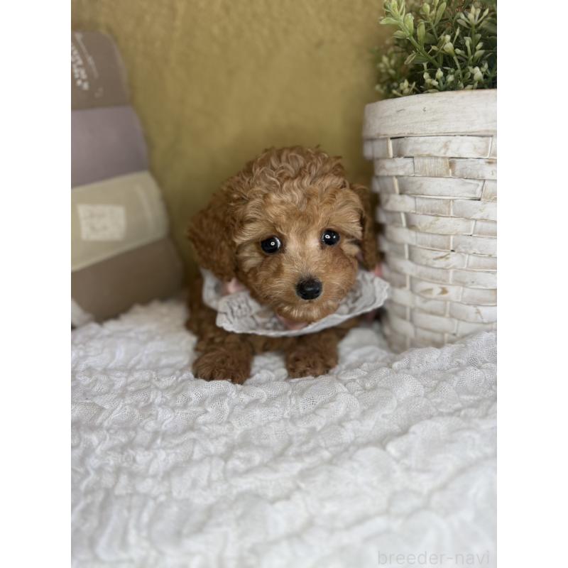 販売中の茨城県のタイニープードル-439766の3枚目