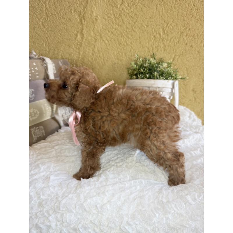 販売中の茨城県のタイニープードル-439766の2枚目