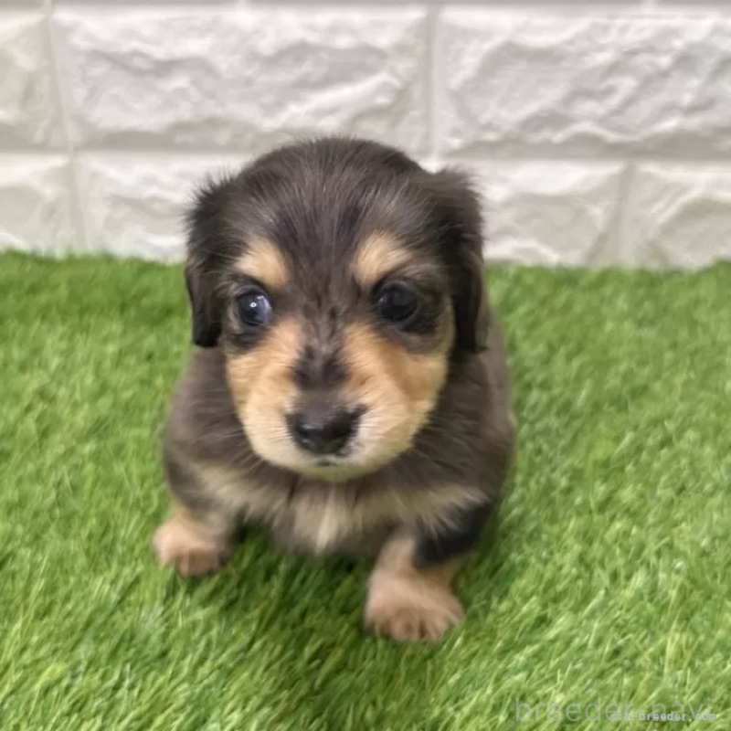 販売中の愛知県のミニチュアダックスフンド(ロングヘアード)-439768