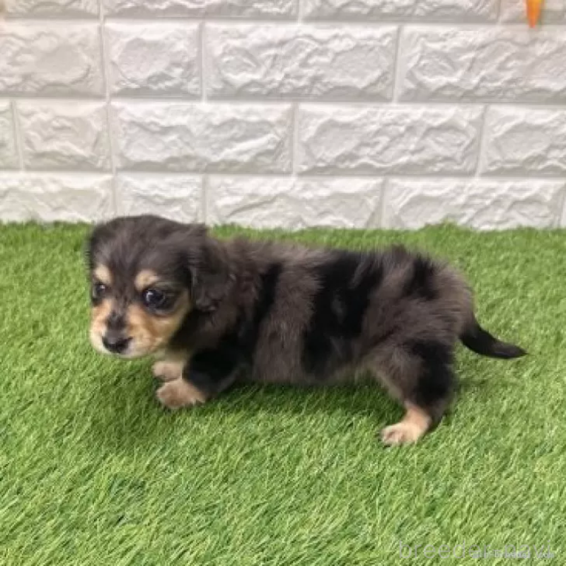 販売中の愛知県のミニチュアダックスフンド(ロングヘアード)-439768の5枚目