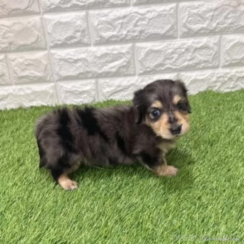 販売中の愛知県のミニチュアダックスフンド(ロングヘアード)-439768の4枚目