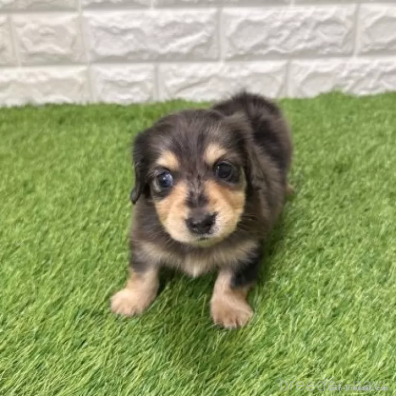 販売中の愛知県のミニチュアダックスフンド(ロングヘアード)-439768の3枚目