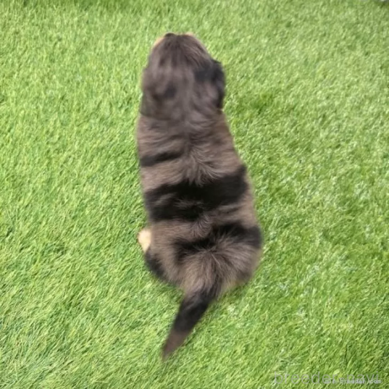 販売中の愛知県のミニチュアダックスフンド(ロングヘアード)-439768の2枚目