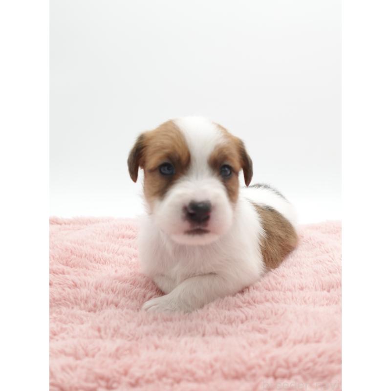 販売中の群馬県のジャックラッセルテリア-439767の6枚目