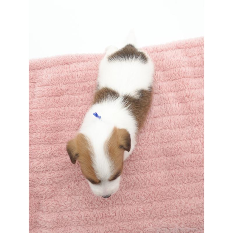 販売中の群馬県のジャックラッセルテリア-439767の5枚目