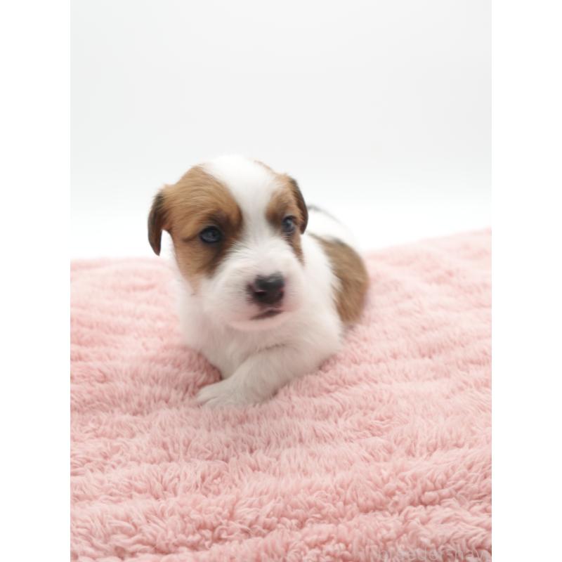 販売中の群馬県のジャックラッセルテリア-439767の4枚目