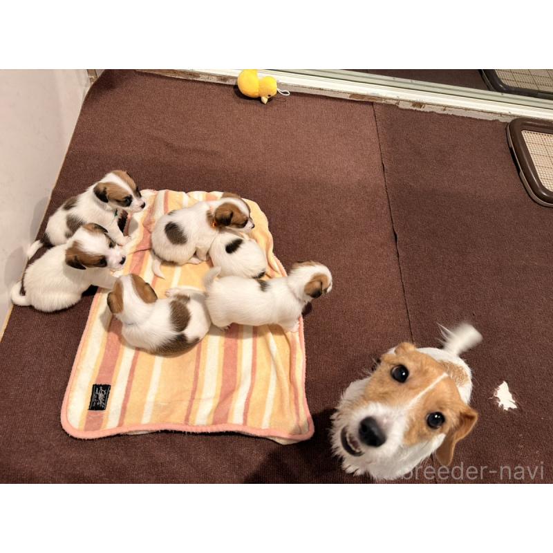 販売中の群馬県のジャックラッセルテリア-439767の3枚目