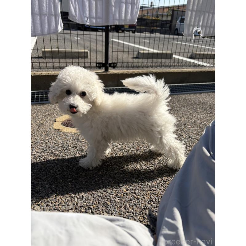 販売中の佐賀県のトイプードル-431454の2枚目