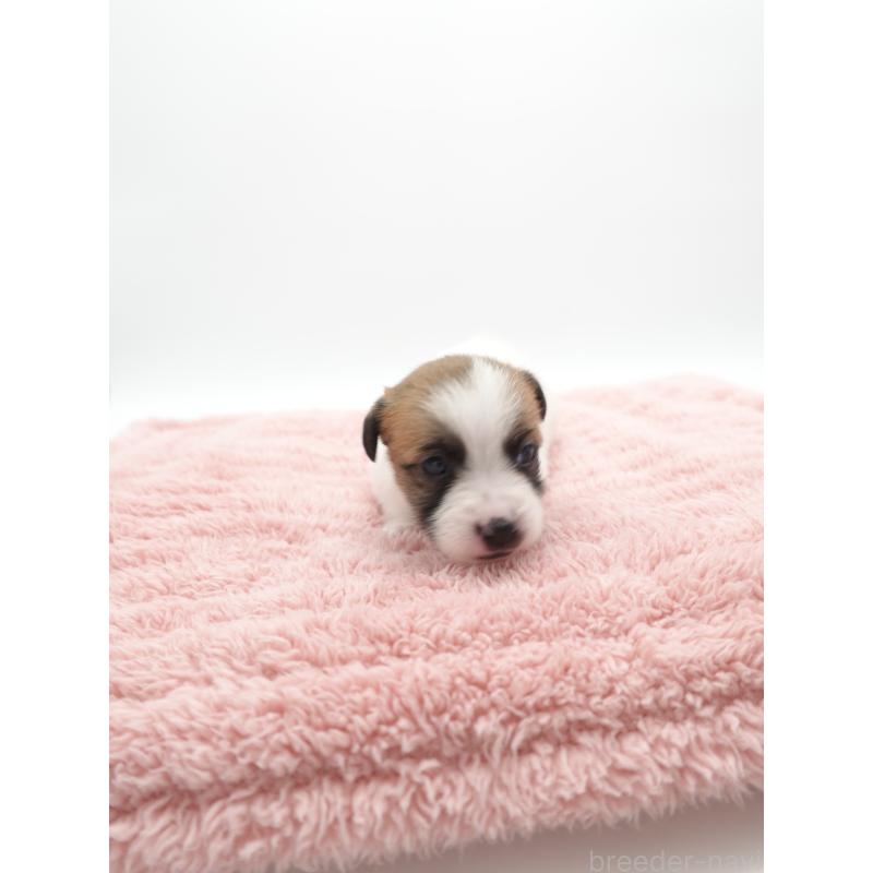 成約済の群馬県のジャックラッセルテリア-433530の4枚目